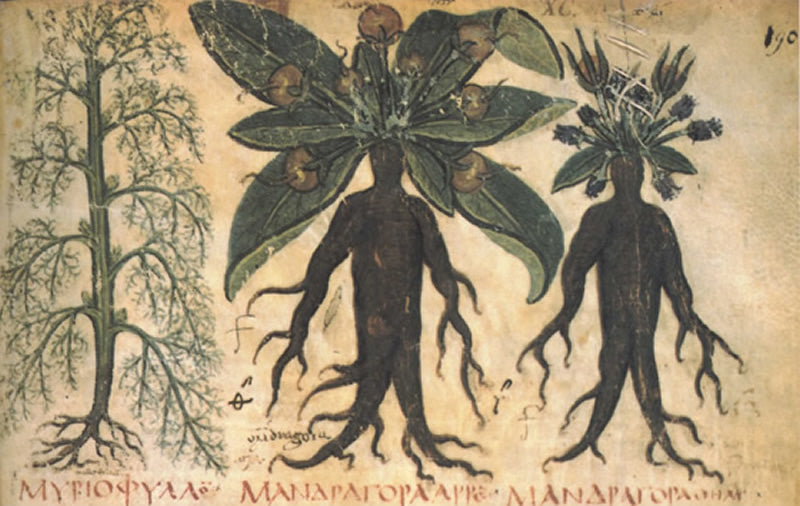 mandrake plant